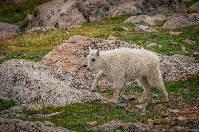 067 Mount Evans, sneeuwgeit.jpg